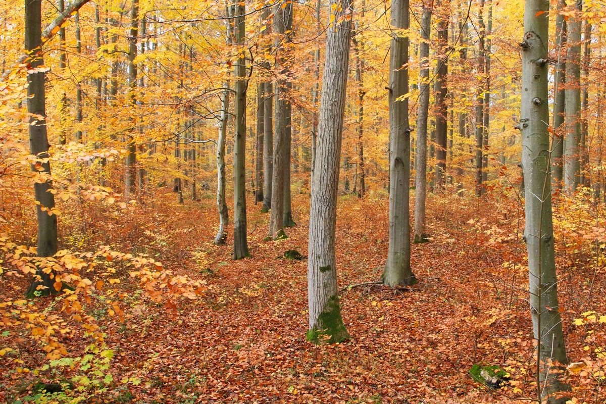 Drückjagd im herbstlichen Märchenwald  Herbstwald im viel Laub